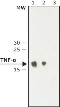 Monoclonal Anti-Tumor Necrosis Factor-&#945; antibody produced in hamster ~2&#160;mg/mL, clone TN3-19.12, purified immunoglobulin, buffered aqueous solution