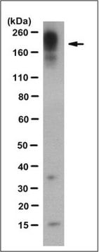 Anti-Shank3 Antibody, clone 16E2.3 clone 16E2.3, from mouse