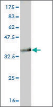 Monoclonal Anti-GTF3A antibody produced in mouse clone 3A1, purified immunoglobulin, buffered aqueous solution