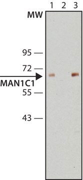 Anti-MAN1C1 antibody produced in rabbit ~1.0&#160;mg/mL, affinity isolated antibody