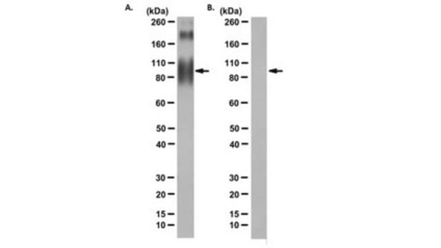 Anti-Complement receptor C5aR (CD88) Antibody, clone S5/1 clone S5/1, from mouse