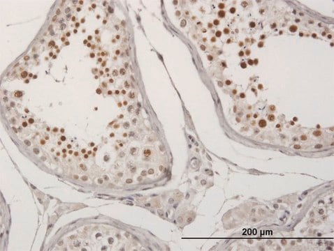 Anti-C20ORF20 antibody produced in mouse purified immunoglobulin, buffered aqueous solution