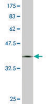 Monoclonal Anti-CMTM5 antibody produced in mouse clone 2G1-6B10, purified immunoglobulin, buffered aqueous solution