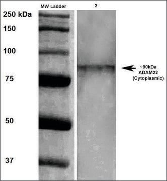 Monoclonal Anti-Adam22 - Percp antibody produced in mouse clone S46-30, purified immunoglobulin