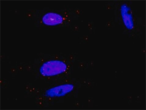 Anti-GRAP2 antibody produced in rabbit purified immunoglobulin, buffered aqueous solution