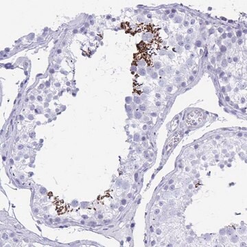 Anti-SHISA8 antibody produced in rabbit Prestige Antibodies&#174; Powered by Atlas Antibodies, affinity isolated antibody, buffered aqueous glycerol solution