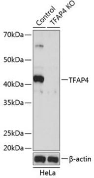 Anti-TFAP4 antibody produced in rabbit