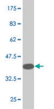 Monoclonal Anti-RLN3R1, (N-terminal) antibody produced in mouse clone 1F10, purified immunoglobulin, buffered aqueous solution