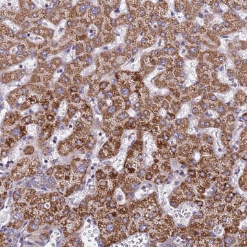 Anti-MRPS12 antibody produced in rabbit Prestige Antibodies&#174; Powered by Atlas Antibodies, affinity isolated antibody, buffered aqueous glycerol solution