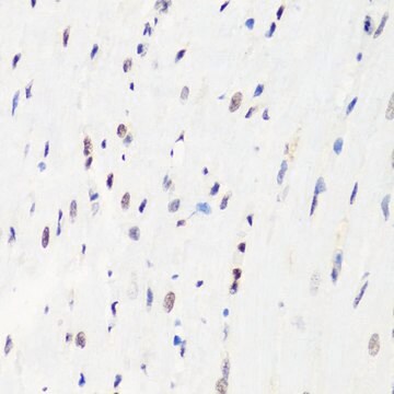 Anti-MonoMethyl-Histone H3-R8 antibody produced in rabbit