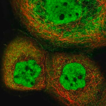 Anti-INTS12 antibody produced in rabbit Prestige Antibodies&#174; Powered by Atlas Antibodies, affinity isolated antibody