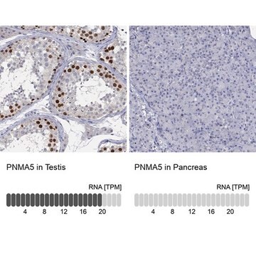 Anti-PNMA5 antibody produced in rabbit Prestige Antibodies&#174; Powered by Atlas Antibodies, affinity isolated antibody, buffered aqueous glycerol solution