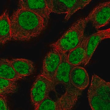 Anti-Cdk2Ap2 Antibody Produced In Rabbit Prestige Antibodies&#174; Powered by Atlas Antibodies, affinity isolated antibody, buffered aqueous glycerol solution