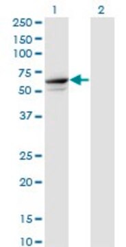 Monoclonal Anti-TRIM26 antibody produced in mouse clone 1G3, purified immunoglobulin, buffered aqueous solution