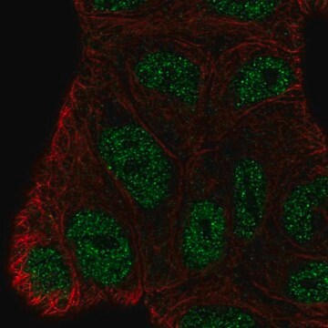 Anti-BEND3 antibody produced in rabbit Prestige Antibodies&#174; Powered by Atlas Antibodies, affinity isolated antibody