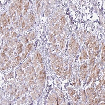 Anti-S100A7L2 antibody produced in rabbit Prestige Antibodies&#174; Powered by Atlas Antibodies, affinity isolated antibody, buffered aqueous glycerol solution