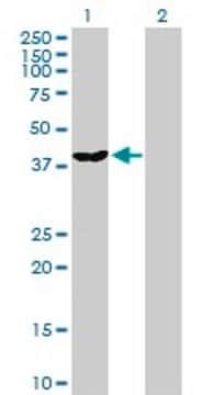 Anti-DNAJB6 antibody produced in rabbit purified immunoglobulin, buffered aqueous solution