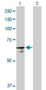 Anti-PABPC4 antibody produced in rabbit purified immunoglobulin, buffered aqueous solution