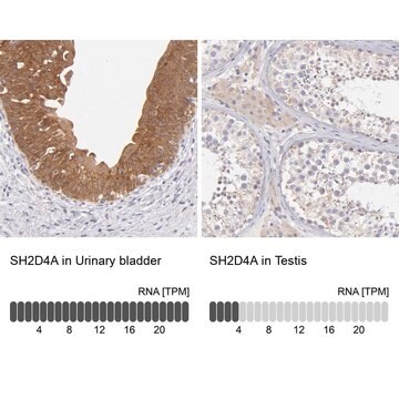 Anti-SH2D4A antibody produced in rabbit Ab2, Prestige Antibodies&#174; Powered by Atlas Antibodies, affinity isolated antibody, buffered aqueous glycerol solution