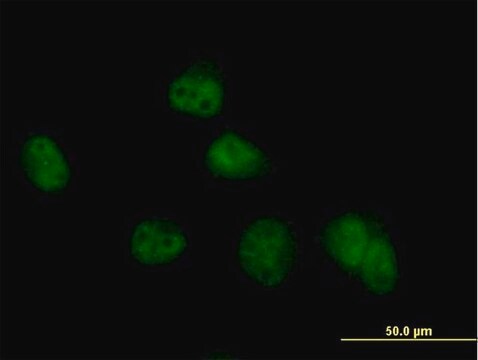 Anti-COPS8 antibody produced in mouse IgG fraction of antiserum, buffered aqueous solution