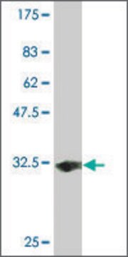 Monoclonal Anti-SLC35D2 antibody produced in mouse clone 1H5, purified immunoglobulin, buffered aqueous solution