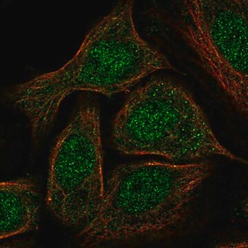 Anti-GATA5 antibody produced in rabbit Prestige Antibodies&#174; Powered by Atlas Antibodies, affinity isolated antibody