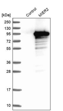 Anti-MIER2 antibody produced in rabbit Prestige Antibodies&#174; Powered by Atlas Antibodies, affinity isolated antibody, buffered aqueous glycerol solution