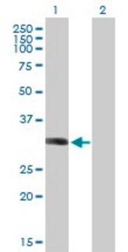 Anti-LYSMD2 antibody produced in mouse IgG fraction of antiserum, buffered aqueous solution