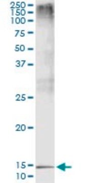 Monoclonal Anti-PTH antibody produced in mouse clone 4D7, purified immunoglobulin, buffered aqueous solution