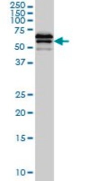 Monoclonal Anti-LILRB2 antibody produced in mouse clone 1D4, purified immunoglobulin, buffered aqueous solution