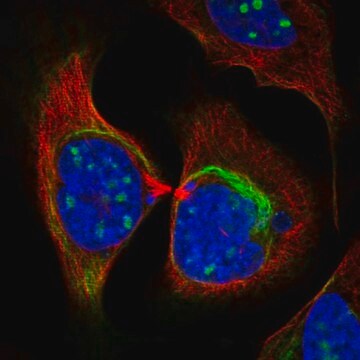 Anti-ZNF404 antibody produced in rabbit Prestige Antibodies&#174; Powered by Atlas Antibodies, affinity isolated antibody