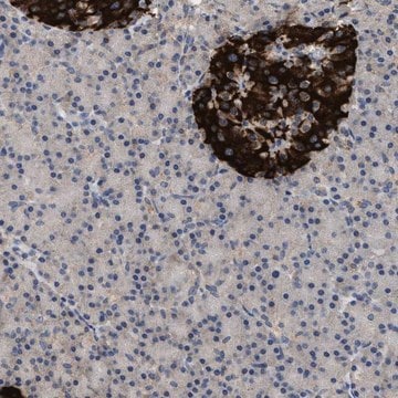 Anti-WDR31 antibody produced in rabbit Prestige Antibodies&#174; Powered by Atlas Antibodies, affinity isolated antibody, buffered aqueous glycerol solution, Ab1