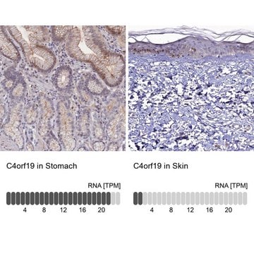 Anti-C4orf19 antibody produced in rabbit affinity isolated antibody, buffered aqueous glycerol solution