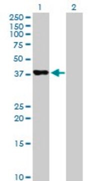 Anti-PAFAH2 antibody produced in mouse purified immunoglobulin, buffered aqueous solution