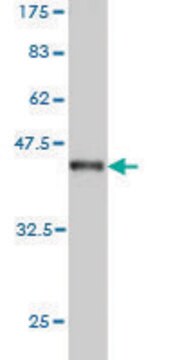 Monoclonal Anti-P2RX5 antibody produced in mouse clone 1C5, purified immunoglobulin, buffered aqueous solution