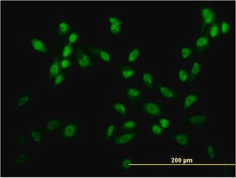 ANTI-USF2 antibody produced in mouse clone 6A9, purified immunoglobulin, buffered aqueous solution