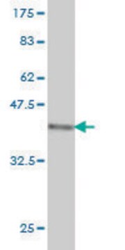 Monoclonal Anti-SORL1 antibody produced in mouse clone 3F2, purified immunoglobulin, buffered aqueous solution