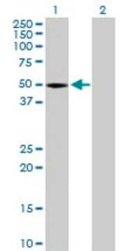 Anti-STAC antibody produced in mouse purified immunoglobulin, buffered aqueous solution