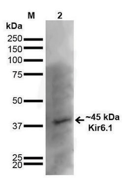 Monoclonal Anti-Kir6.1-Biotin antibody produced in mouse clone S366-60