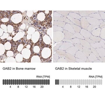 Anti-GAB2 antibody produced in rabbit Prestige Antibodies&#174; Powered by Atlas Antibodies, affinity isolated antibody, buffered aqueous glycerol solution