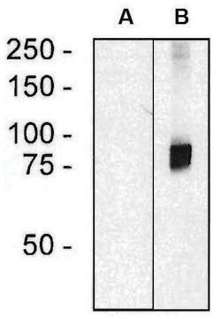 Monoclonal Anti-ARHGEF4 antibody produced in mouse clone ARHGEF-08