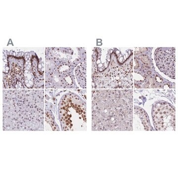 Anti-HNRNPUL1 antibody produced in rabbit Prestige Antibodies&#174; Powered by Atlas Antibodies, affinity isolated antibody, buffered aqueous glycerol solution