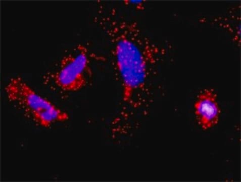 Monoclonal Anti-TRAF1 antibody produced in mouse clone 2G9-G10, purified immunoglobulin, buffered aqueous solution