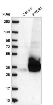 Anti-PYCR1 antibody produced in rabbit Prestige Antibodies&#174; Powered by Atlas Antibodies, affinity isolated antibody, buffered aqueous glycerol solution