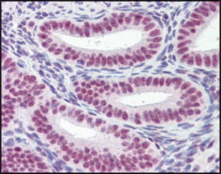 Anti-MORF4L1 (N-terminal) antibody produced in goat affinity isolated antibody, buffered aqueous solution