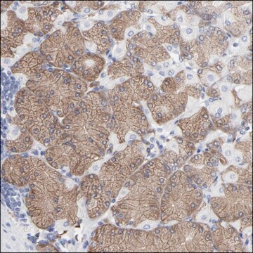 Anti-TRIM22 antibody produced in rabbit Ab1, Prestige Antibodies&#174; Powered by Atlas Antibodies, affinity isolated antibody, buffered aqueous glycerol solution