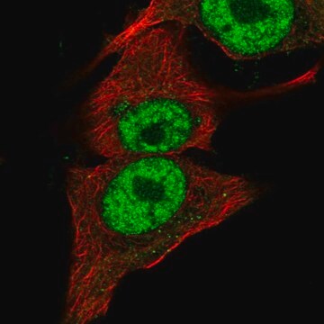 Anti-PIK3CB antibody produced in rabbit Prestige Antibodies&#174; Powered by Atlas Antibodies, affinity isolated antibody