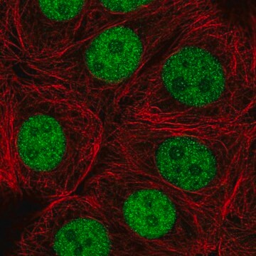 Anti-ZRANB2 antibody produced in rabbit Prestige Antibodies&#174; Powered by Atlas Antibodies, affinity isolated antibody