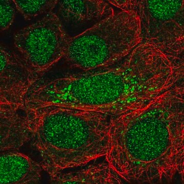 Anti-DOPEY2 antibody produced in rabbit Prestige Antibodies&#174; Powered by Atlas Antibodies, affinity isolated antibody