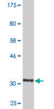 Monoclonal Anti-HTR1E antibody produced in mouse clone 2E9, purified immunoglobulin, buffered aqueous solution